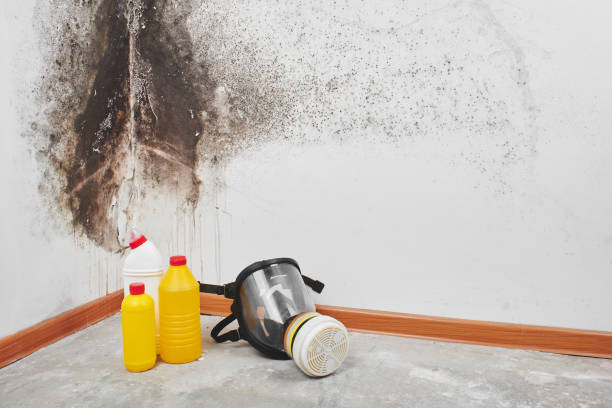 Best Insurance-Related Mold Remediation in Ntgomery City, MO