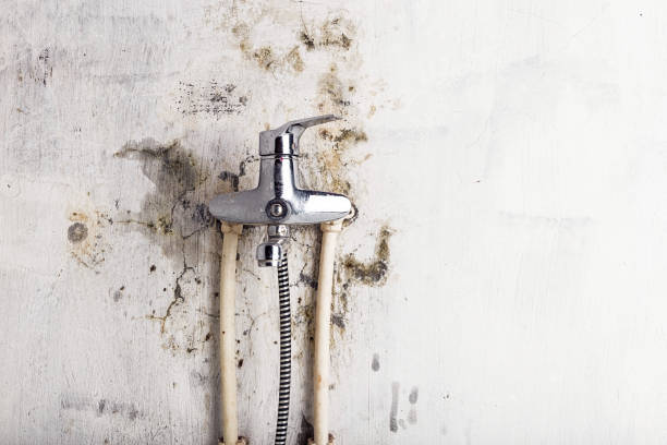 Best DIY Mold Remediation Support Services in Ntgomery City, MO