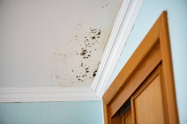 Best Crawl Space Mold Remediation in Ntgomery City, MO