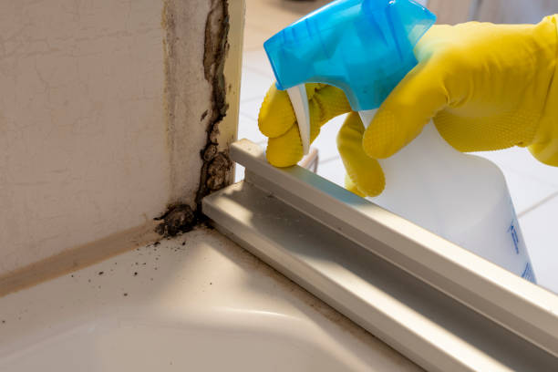 Best Attic Mold Remediation in Ntgomery City, MO