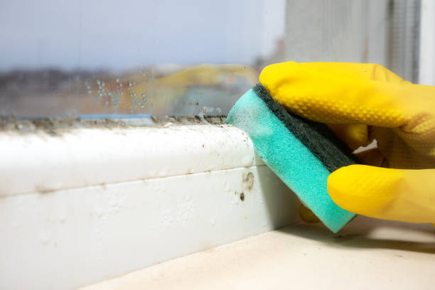 Professional Mold Remediation in Montgomery City, MO