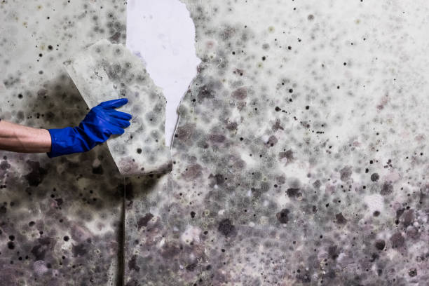 Best White Mold Remediation in Ntgomery City, MO