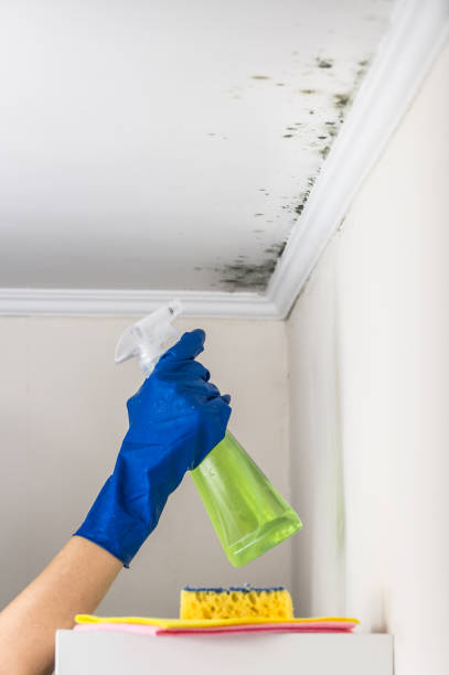 Best Mold Remediation for Specific Building Types in Ntgomery City, MO